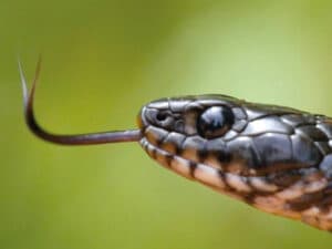 Déreptilisation